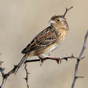 Grasshopper Sparrow